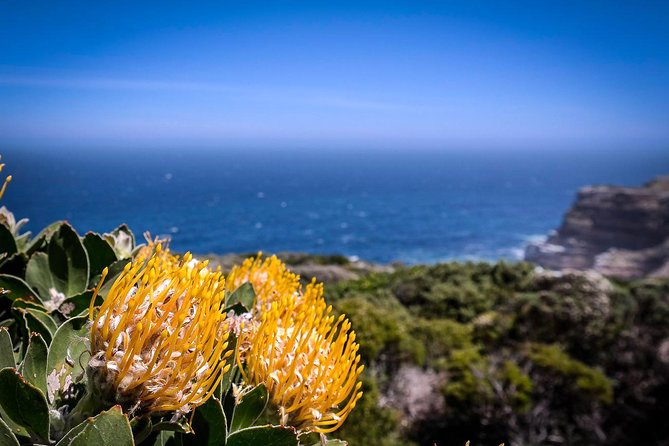 Cape Point Explore with Boulder's Penguins Small Group Day Tour - The Cape of Good Hope delivers the big coastal moment