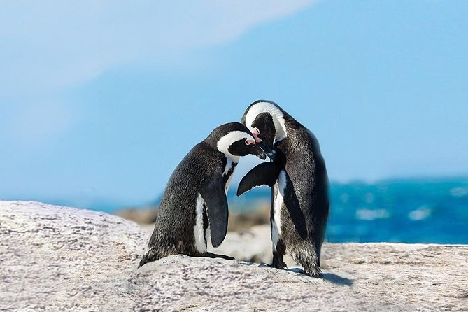 Cape Point Explore with Boulder's Penguins Small Group Day Tour - Hout Bay gives you a flexible first stop