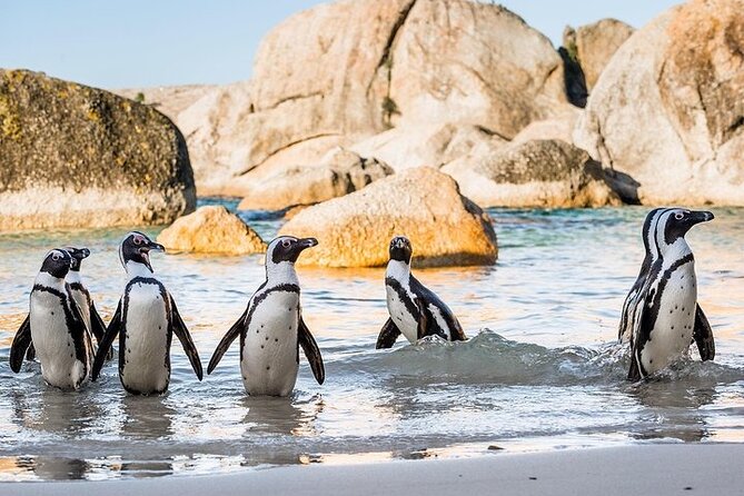 Cape Point Full Day Tour - Cape Point gives you the biggest view