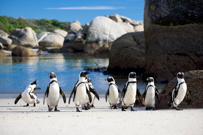 Cape Point Full Day Tour - A private vehicle changes the feel of the route