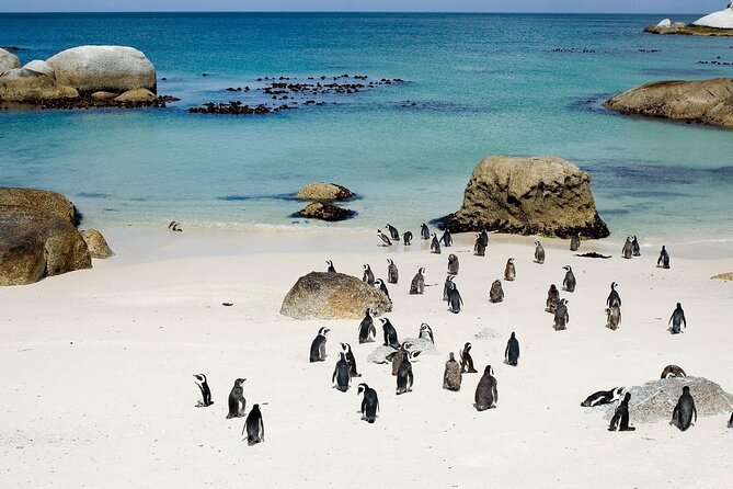 Cape Point Full Day Tour - The four-hour schedule needs realistic expectations