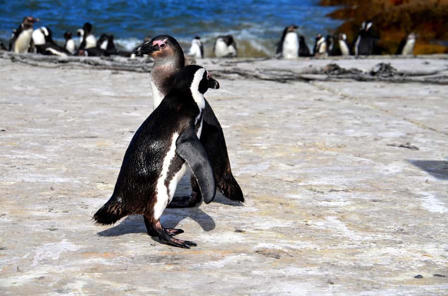 Cape Point Full-Day Tour From Cape Town - The best parts of this Cape Point day