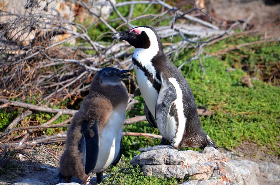 Cape Point Full-Day Tour From Cape Town - Cape Point and the old lighthouse