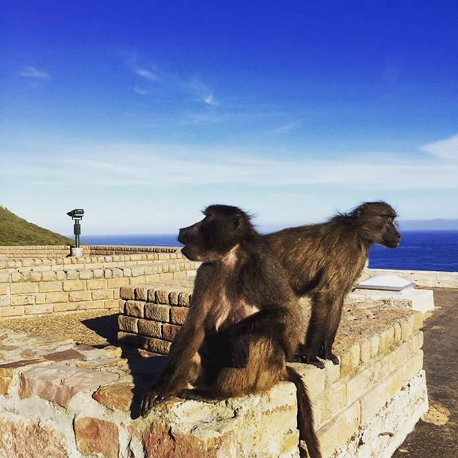 Cape Point Full-Day Tour From Cape Town - Starting beside Table Mountain and Lion’s Head