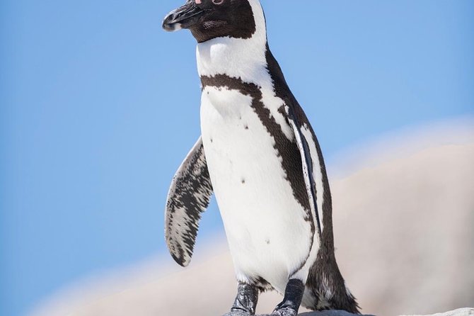 Cape Point Penguin Tour - Scarborough and Noordhoek provide the return route
