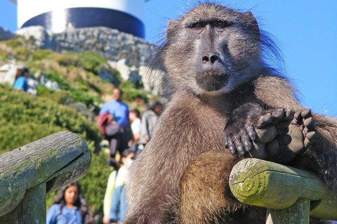 Cape Point & Penguins full day tour - Starting in Cape Town with a private ride