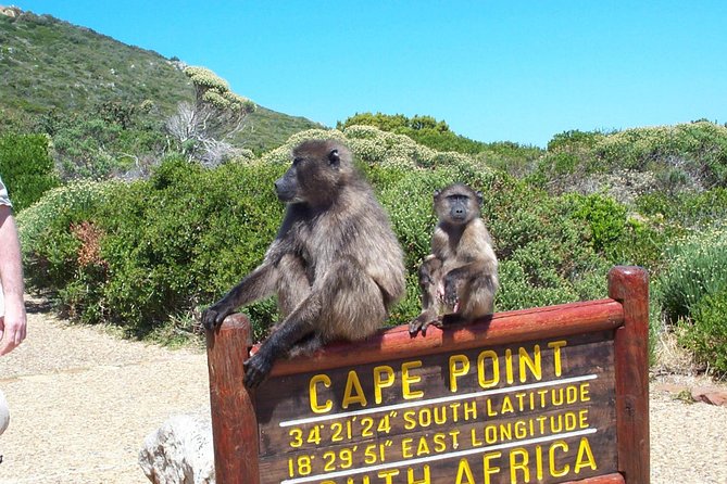 Cape Point & Penguins full day tour - Boulders Beach and the African penguins