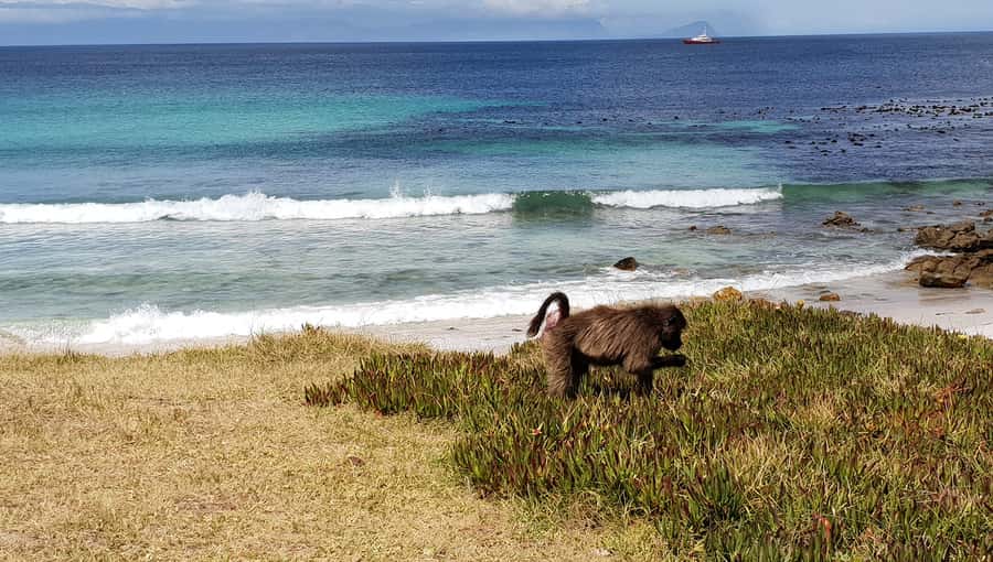 Cape Point & Penguins: Private Cape Peninsula Tour. - Key points to know before you book