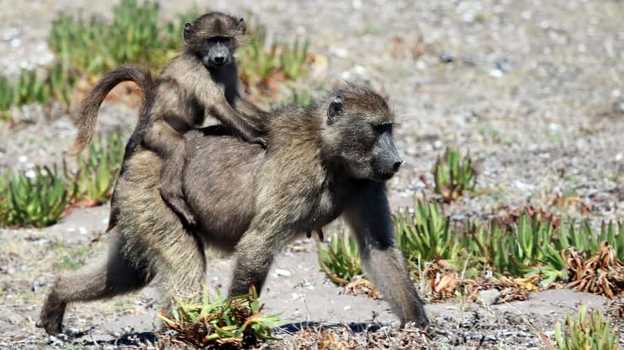 Cape Point & Penguins: Private Cape Peninsula Tour. - What Jim adds to the experience