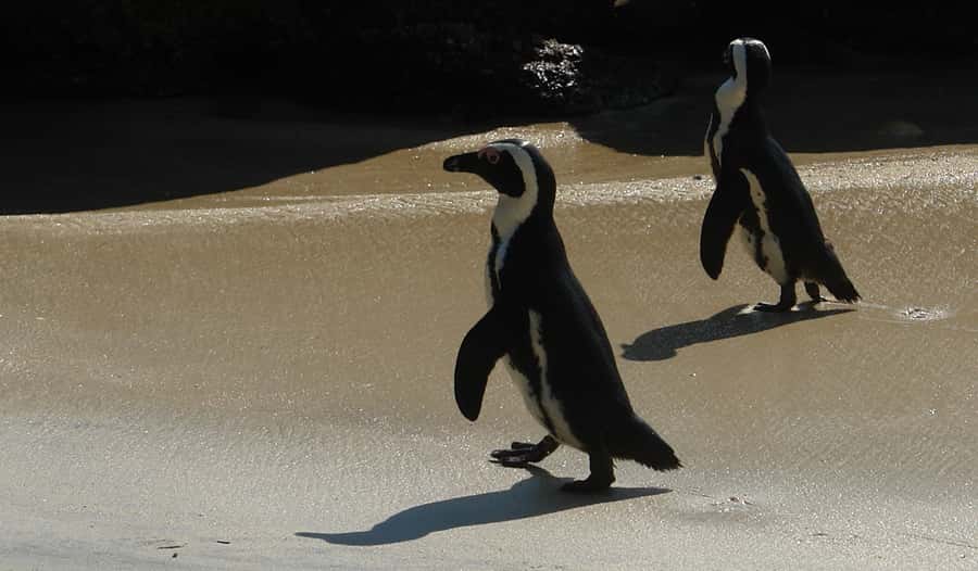 Cape Point & Penguins: Private Cape Peninsula Tour. - Simon’s Town and the hour with penguins