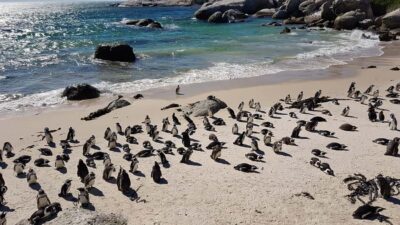 Cape Point & Penguins: Private Cape Peninsula Tour.