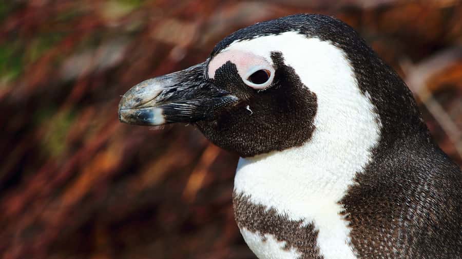 Cape Point & Penguins: Private Cape Peninsula Tour. - Hout Bay, Suikerbossie, and the Atlantic Seaboard