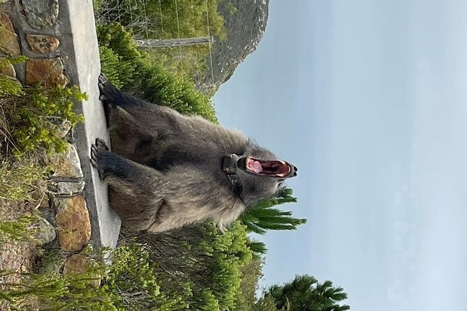 Cape Point, Penguins & Wine Tasting In Constantia Full Day Tour - Camps Bay and the Atlantic Seaboard