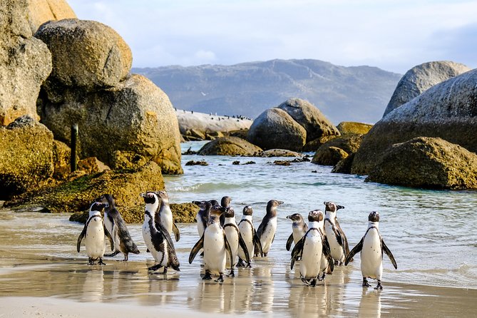 Cape Point Private Nature Tour & Hike - Cape Point: lighthouses and two ways to walk