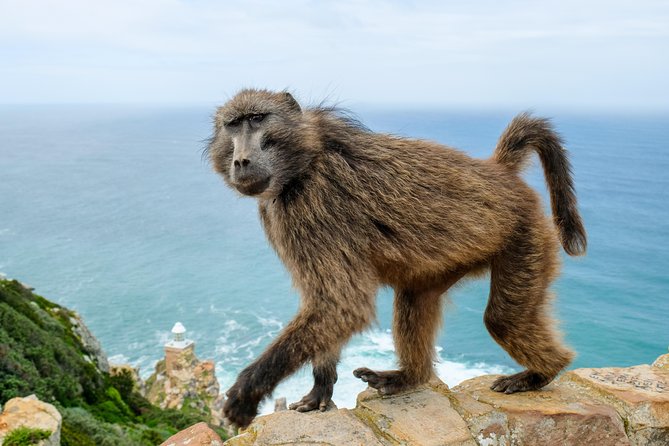 Cape Point Private Nature Tour & Hike - Chapman’s Peak Drive on the way back