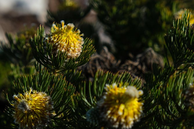 Cape Point Private Nature Tour & Hike - What the $111.73 price really covers