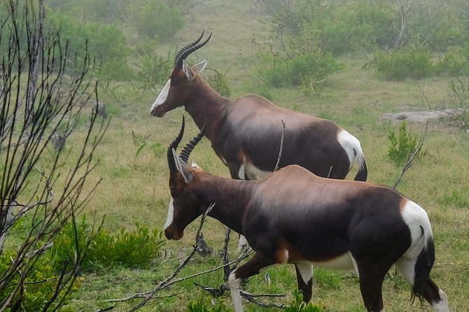 Cape Point Private Nature Tour & Hike - Practical matters for a smoother day