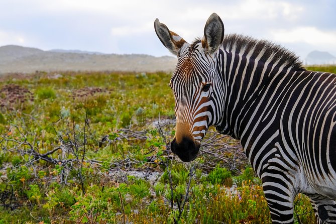 Cape Point Private Nature Tour & Hike - Who will enjoy this Cape Point experience most