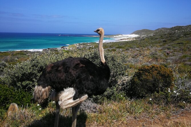 Cape Point Xplorer - The guide can make or break a long sightseeing day