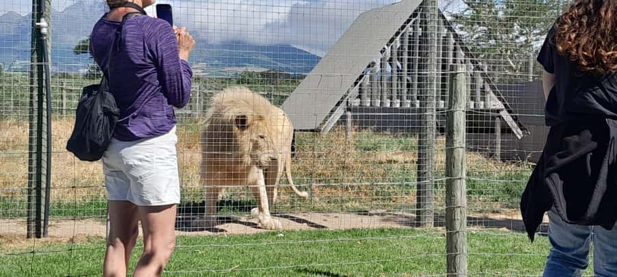 Cape Town: 15 Wine Tasting & Wildlife Small Group Tour - Sparkling wine at House of J.C. Le Roux