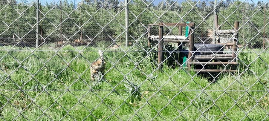 Cape Town: 15 Wine Tasting & Wildlife Small Group Tour - The schedule, group size, and practical comfort