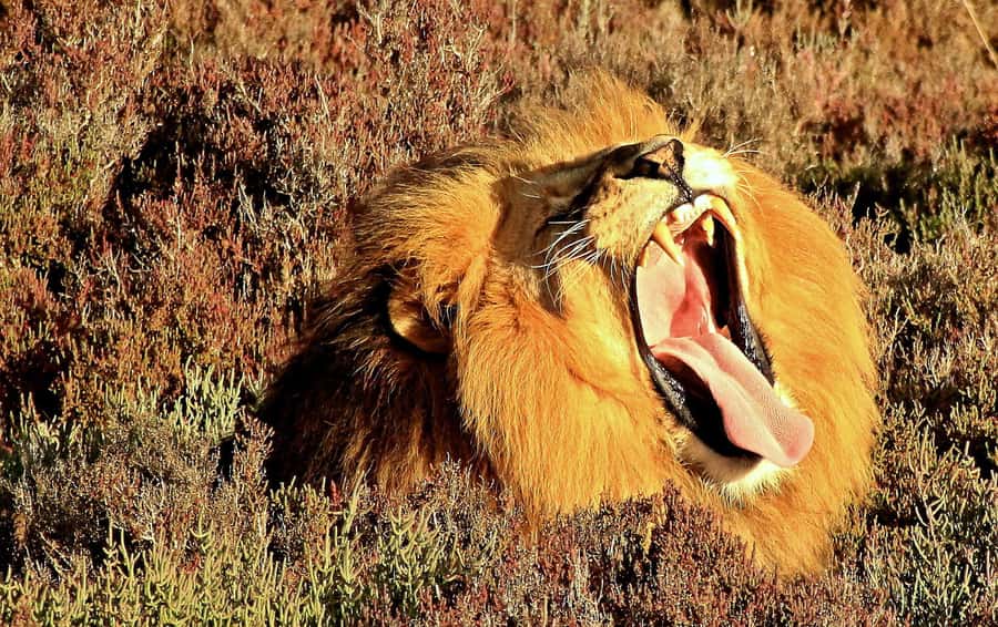 Cape Town: 2-Day Wildlife Tour with Safaris and Luxury Stay - Key things to know before booking