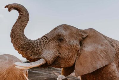 2-Day Wildlife Tour with Safaris and Luxury Stay