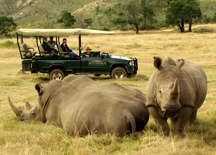 Cape Town: 2-Day Wildlife Tour with Safaris and Luxury Stay - The optional elephant observation