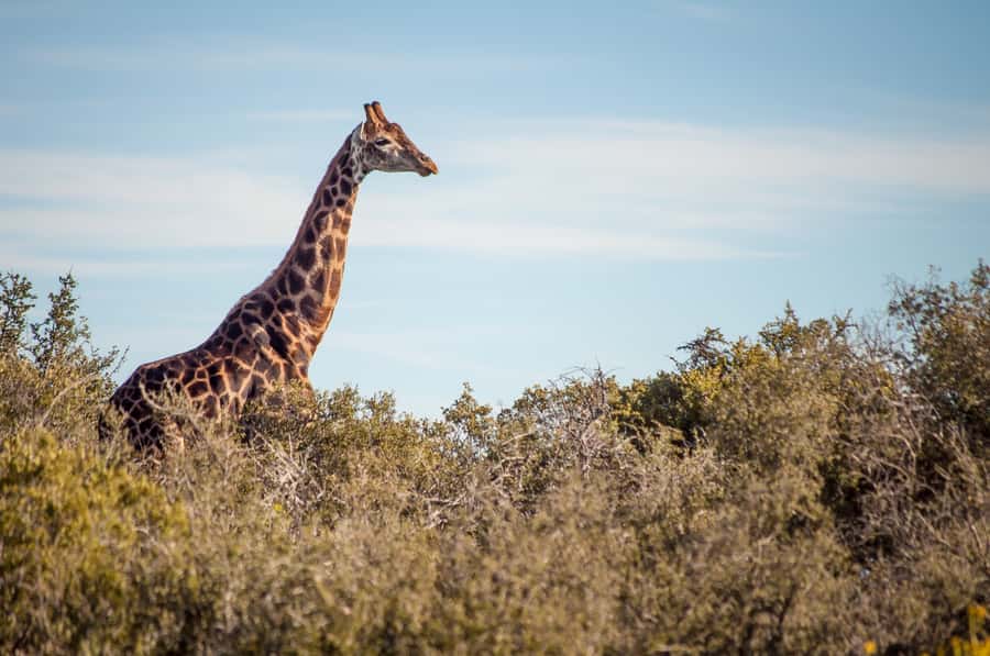 Cape Town: 2-Day Wildlife Tour with Safaris and Luxury Stay - What the $534 price really buys