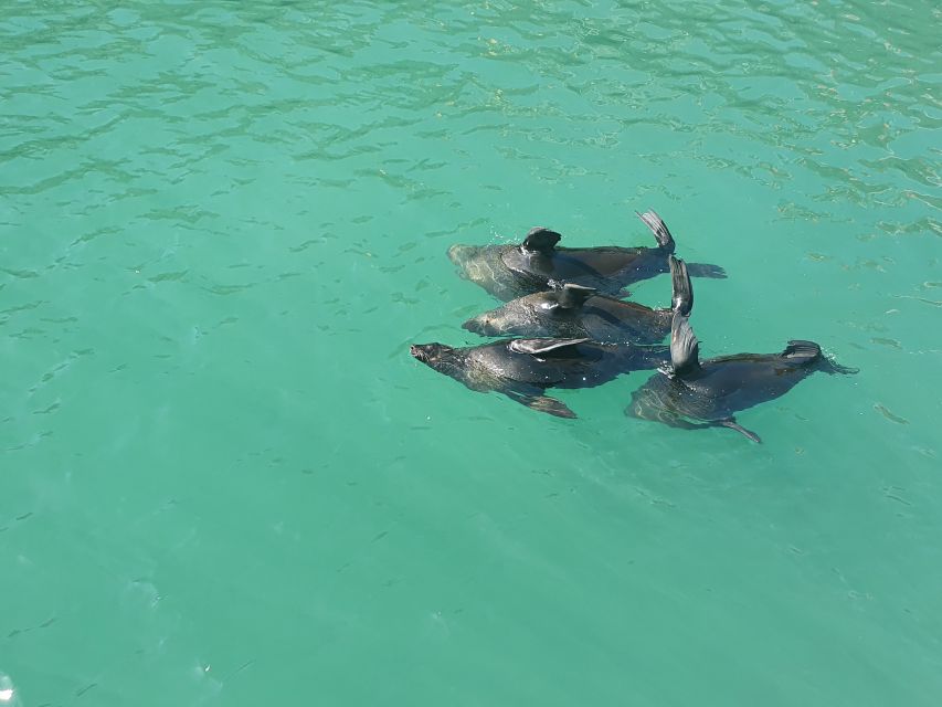 Cape Town: 30 Minute Harbour Boat Cruise with Seal Watching - Seal watching in the harbour