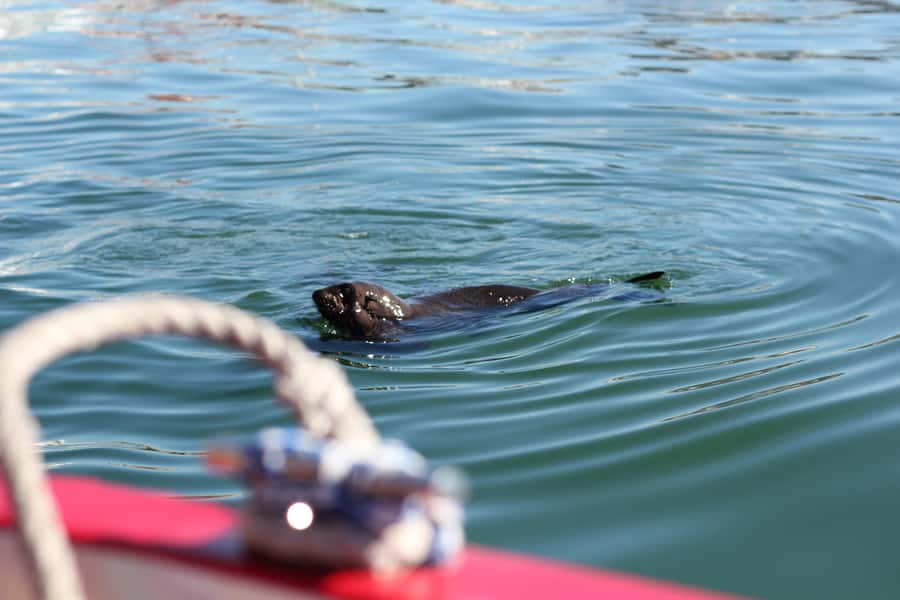 Cape Town: 30 Minute Seal-Watching Harbour Cruise - Starting beside the Two Oceans Aquarium