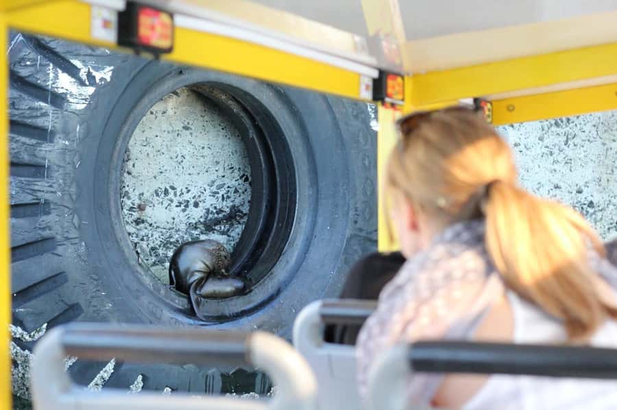 Cape Town: 30 Minute Seal-Watching Harbour Cruise - Why the $6 price is unusually useful