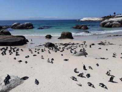 9-hour Cape Point Private Guided Cycling Tour