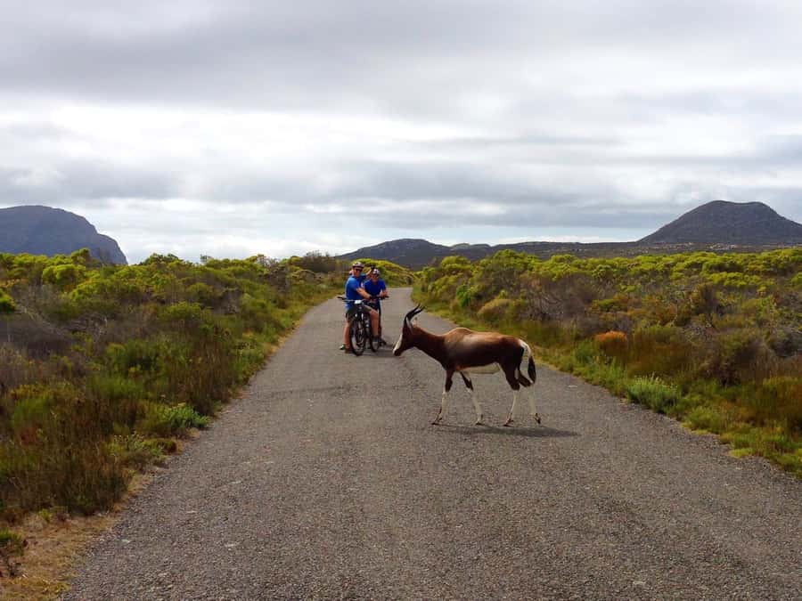 Cape Town: 9-hour Cape Point Private Guided Cycling Tour - Reaching the most southwestern point of Africa