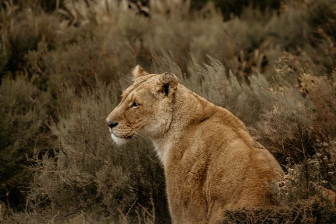 Cape Town Aquila Afternoon Safari with transport and lunch - What Animal Sightings Feel Like in Practice