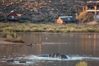 Cape Town Aquila Afternoon Safari with transport and lunch