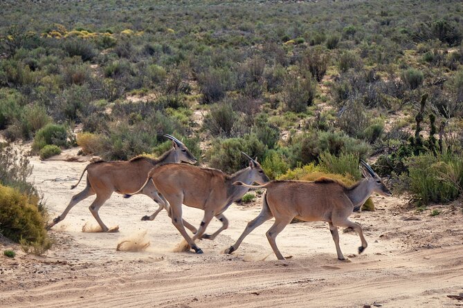 Cape Town Aquila Afternoon Safari with transport and lunch - The Value of the $26 Price
