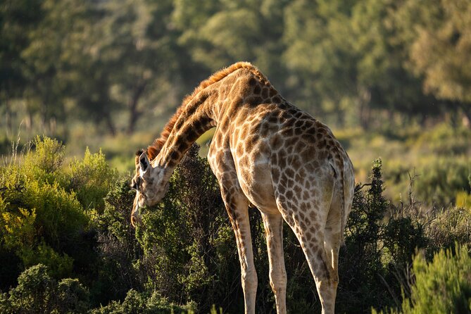 Cape Town Aquila Afternoon Safari with transport and lunch - Time Between the Safari and Departure