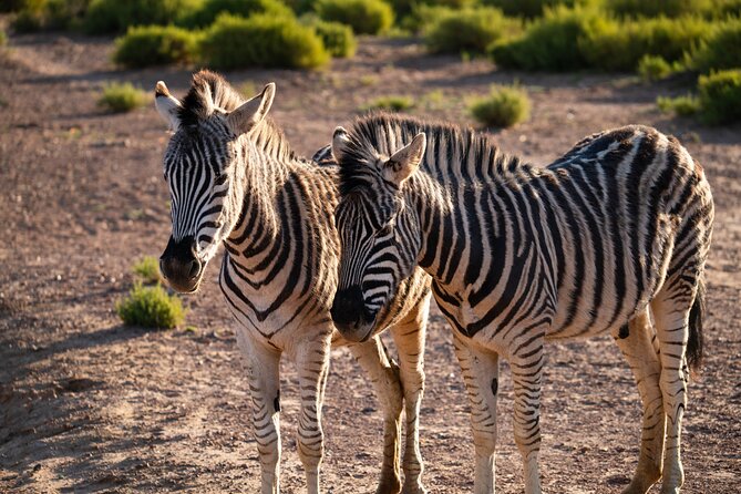 Cape Town Aquila Afternoon Safari with transport and lunch - What I Like Most About the Experience