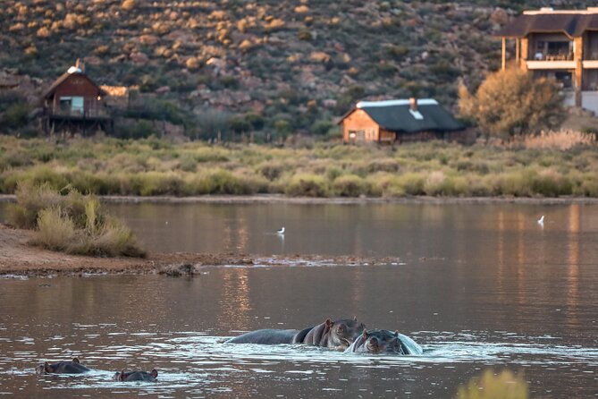 Cape Town Aquila Afternoon Safari with transport and lunch - The Game Drive and Your Chance at the Big Five