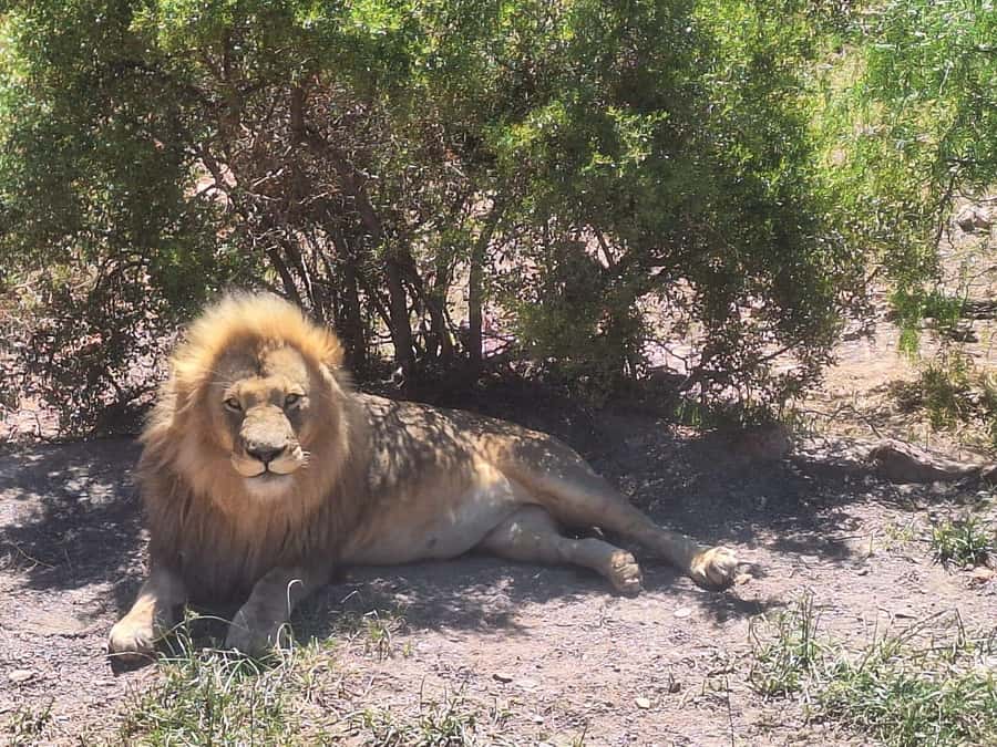 Cape Town: Aquila Game Reserve Big 5 Safari with Lunch - Key points to know before you book