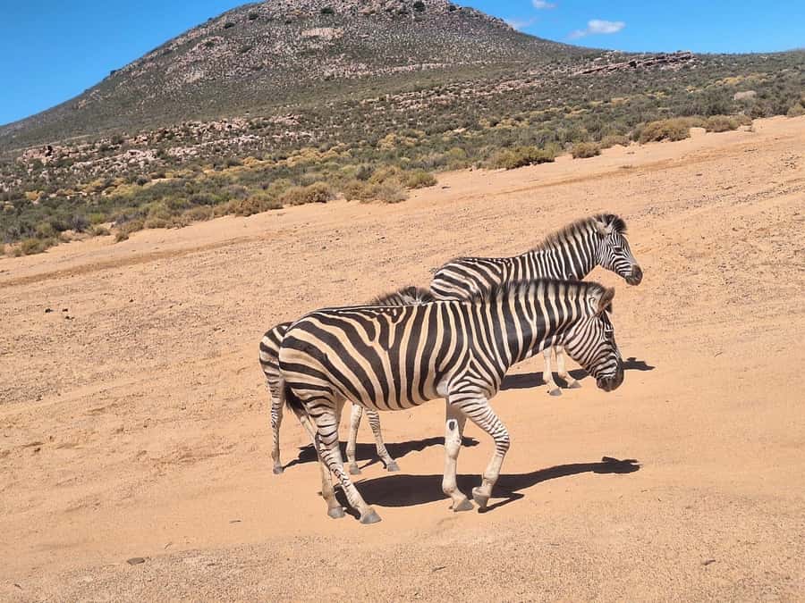 Cape Town: Aquila Game Reserve Big 5 Safari with Lunch - The open 4x4 search for the Big 5
