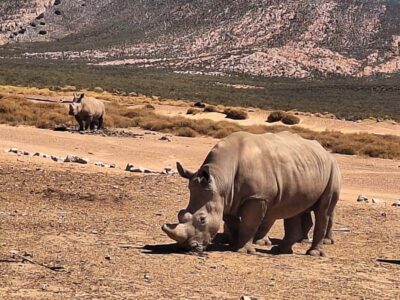 Aquila Game Reserve Big 5 Safari with Lunch