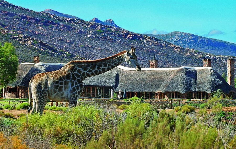 Cape Town: Aquila Game Reserve Day Entrance & Game Drive - The long road from Cape Town to Aquila