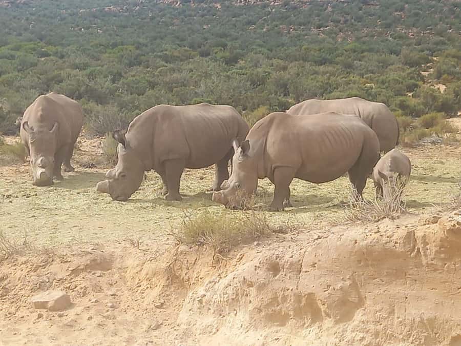 Cape Town: Aquila Game Reserve Sunset Game Drive - Key details before you book