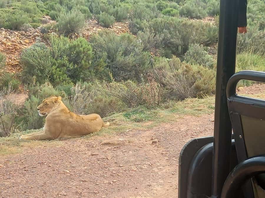 Cape Town: Aquila Game Reserve Sunset Game Drive - The Winelands stop adds variety