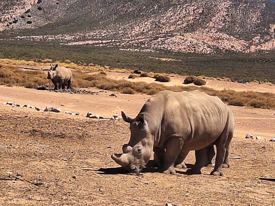 Cape Town: Aquila Game Reserve & V&A Waterfront Tour w/Lunch - Key points before you book