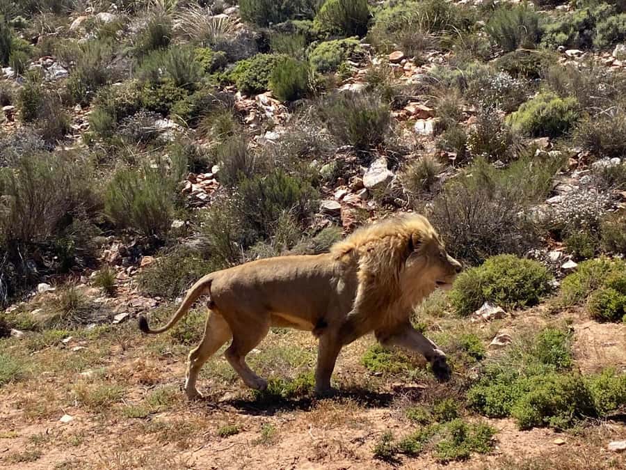 Cape Town: Aquila Game Reserve & V&A Waterfront Tour w/Lunch - Is $158 a fair price?