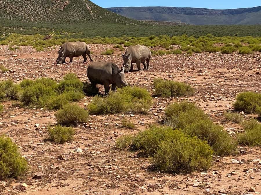 Cape Town: Aquila Game Reserve & V&A Waterfront Tour w/Lunch - What the private transport really means