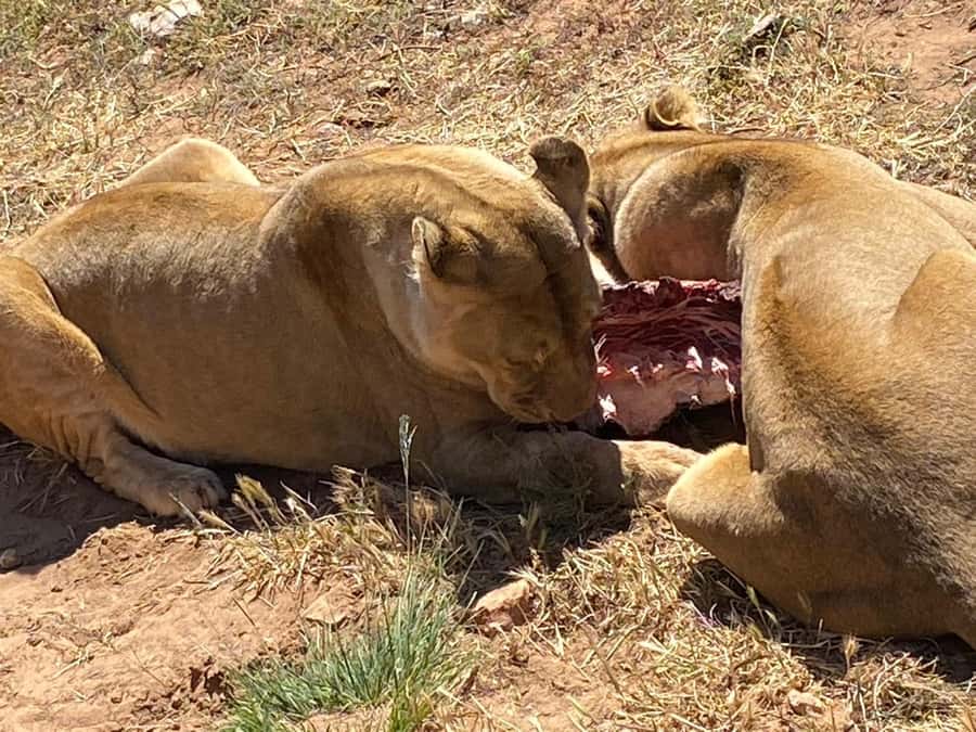 Cape Town: Aquila Game Reserve Wildlife and Wine Tasting - What the open vehicle means for you